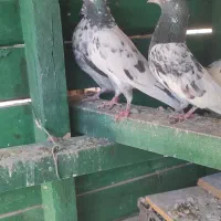 سه عدد حیوون درجه یک|پرنده|بندرعباس, |دیوار