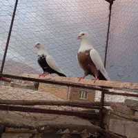 کبوتر سینه دم