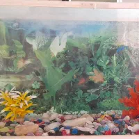 آکواریوم شیشه ای