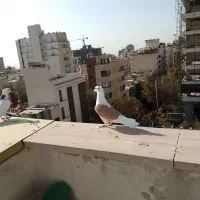 کفتر|پرنده|تهران, زعفرانیه|دیوار