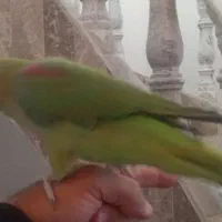 شاه طوطی سوپر رام ( فروش فوری )|پرنده|بوئین و میاندشت, |دیوار