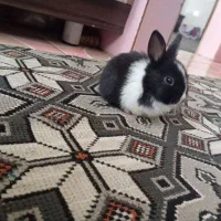 بچه خرگوش|موش و خرگوش|یزد, |دیوار