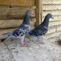 کبوتر