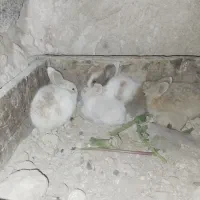 نینی های پشمالویی خرگوش|موش و خرگوش|برازجان, |دیوار