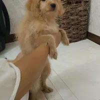 واگذاری سگ|سگ|صدرا-فارس, فاز ۲|دیوار