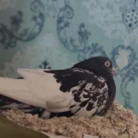 یه جفت کفتر معاوضه|پرنده|مشهد, هنرستان|دیوار