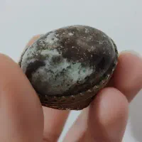 انگشتر کلکسیونی|جواهرات|ساری, |دیوار