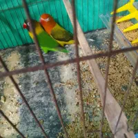 طوطی برزیلی|پرنده|رشت, دیانتی|دیوار