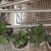 گل زیبا|گل و گیاه طبیعی|نورآباد, |دیوار