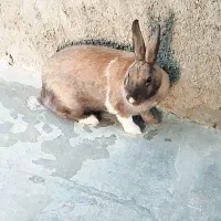 خرگوش