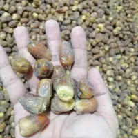 خرمای زاهدی تازه درجه 1|خوردنی و آشامیدنی|اشکنان, |دیوار