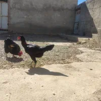 مرغ لاری