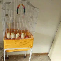 فروش تعدادی عروس هلندی لوتینو چشم شرابی