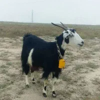 بز آبستن سنگین + بزغاله چاق پاکستانی|حیوانات مزرعه|گنبد کاووس, |دیوار