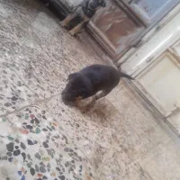 دو عدد سگ دوبرمن برا فروش|سگ|بندر ماهشهر, |دیوار