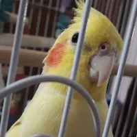 سه عدد عروس با قفس لونه