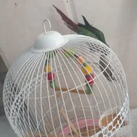 گرینچینگ نر دستی باقفس|پرنده|نیشابور, هفده شهریور|دیوار