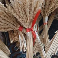 گندم های سفره ی هفت سین