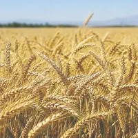 گندم دستچین برای برز