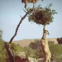 کاه گندم