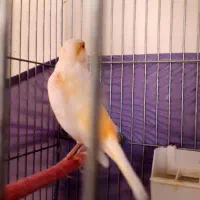 قناری موزایکی نر با قفس بزرگ ووسایل کامل|پرنده|فردیس, قریشی|دیوار