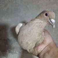 ماده زرد خوشگل دورشت