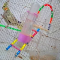 چیکو|پرنده|بروجرد, |دیوار