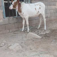 گوساله
