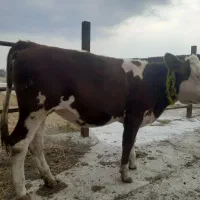 فروش تلیسه سیمنتال|حیوانات مزرعه|بندر ترکمن, |دیوار