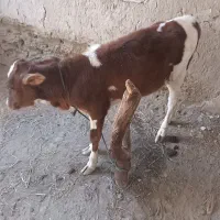 یک‌عدد‌گاو‌به‌همراه‌گوساله‌بفروش‌میرسد‌|حیوانات مزرعه|میناب, |دیوار