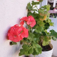 استخدام نیروی مژه کار ، ناخن کار ، فیشیال کار