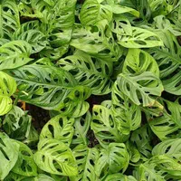 گل اپارتمانی|خدمات باغبانی و درختکاری|فلاورجان, |دیوار