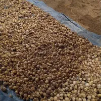 موسیر مصرفی و بذری