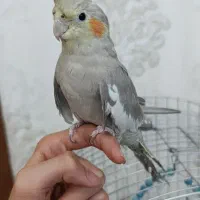 عروس هلندی با تمام وسایل