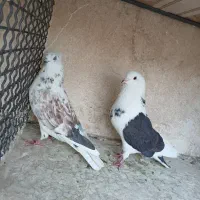 کبوتر کفتر پرشی هوایی ساعتی تیرماهی