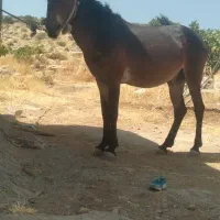 قاطر نرک