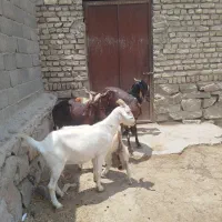 بز زایده پاکستانی سانن
