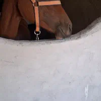 فروش اسب|اسب و تجهیزات اسبسواری|آبش احمد, |دیوار