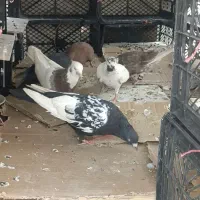 کبوتر طوقی مست مست