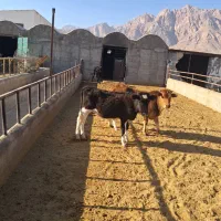 فروش گاو و گوسفند|حیوانات مزرعه|مهدی شهر, |دیوار