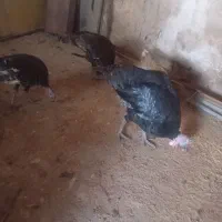 بوقلمون ماده دوعددونریک عدد