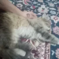 گربه ناز پشمالو پرشین