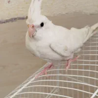 عروس هلندی