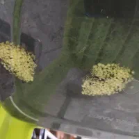 خاویاروکرم وصابون حلزون فروشی|خزنده|کرج, شاهینویلا|دیوار