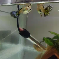 ماهی گوپی و کت پوزه بوته ای