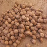 گردو|خوردنی و آشامیدنی|ماهنشان, |دیوار