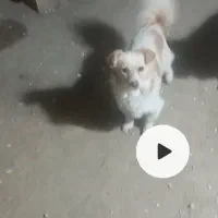 توله سگ پاکوتاه خانگی