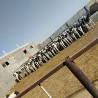 کوساله قطع شیر مناسب پروار|حیوانات مزرعه|اراک, |دیوار