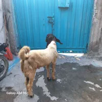 یک عدد کهره نر چاق گوشتی