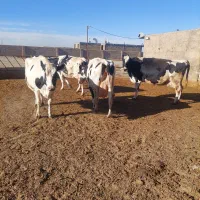 گاو شیری درجه یک